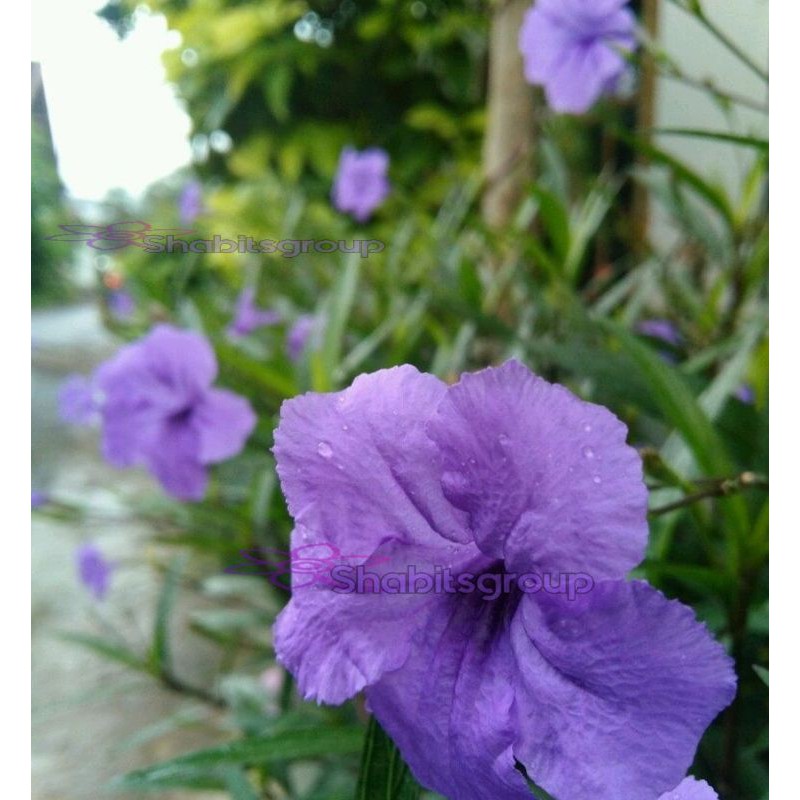 Tanaman hias Ruellia mini - Bunga rawelia ungu