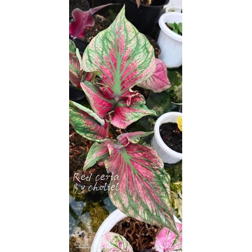 KELADI SUPER RED CERIA, CALADIUM DAUN GANDA