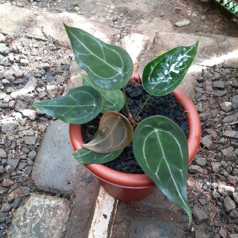anthurium forgetii