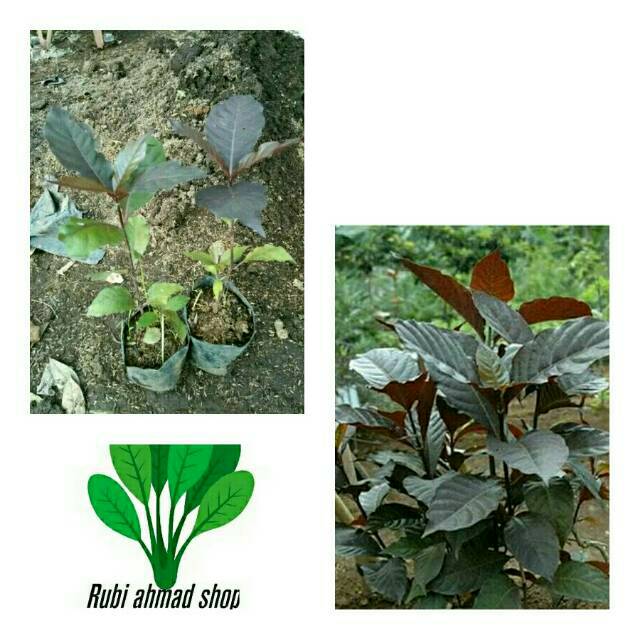 Jual Daun Handeuleum Bibit Pohon Daun Handeuleum Tanaman Daun