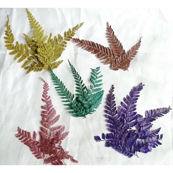 Dry Fern Leaves - Daun Pakis Kering (7-10pcs)