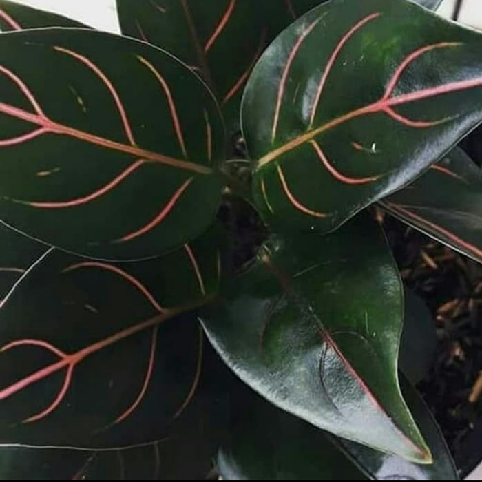 aglonema rotundum Aceh/ benih bibit rotundum aceh