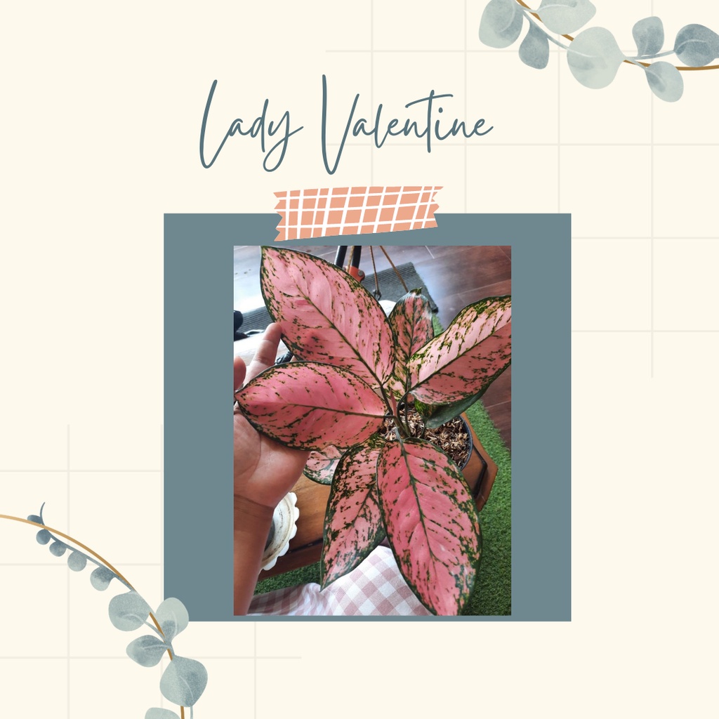 Tanaman Hias Aglonema Lady Valentine Anakan-Remaja Aglonema Lady Valentine