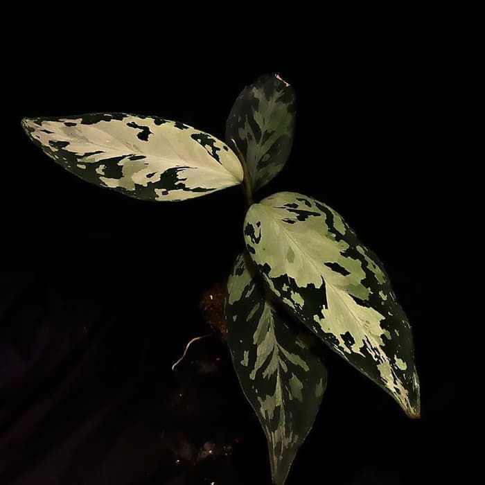 Jual tanaman hias aglonema pictum Aceh becolor _ MURAHH