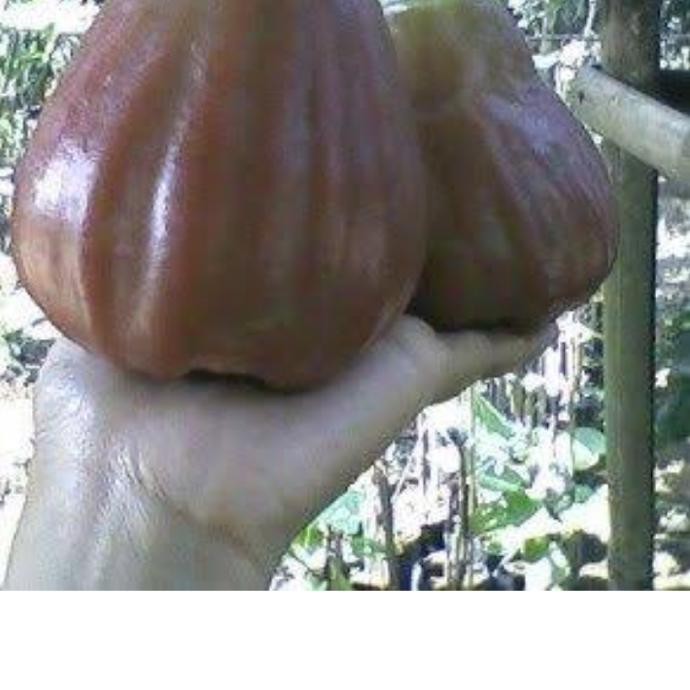 product bibit jambu air king rose kingrose apple jumbo super manis unggulan kw1