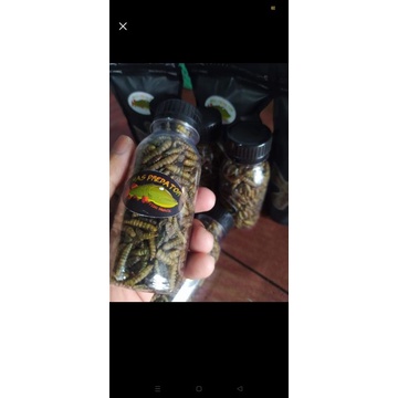 

manggot kering