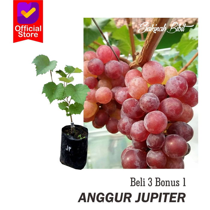 Bibit tanaman buah anggur jupiter / anggur import jupiter