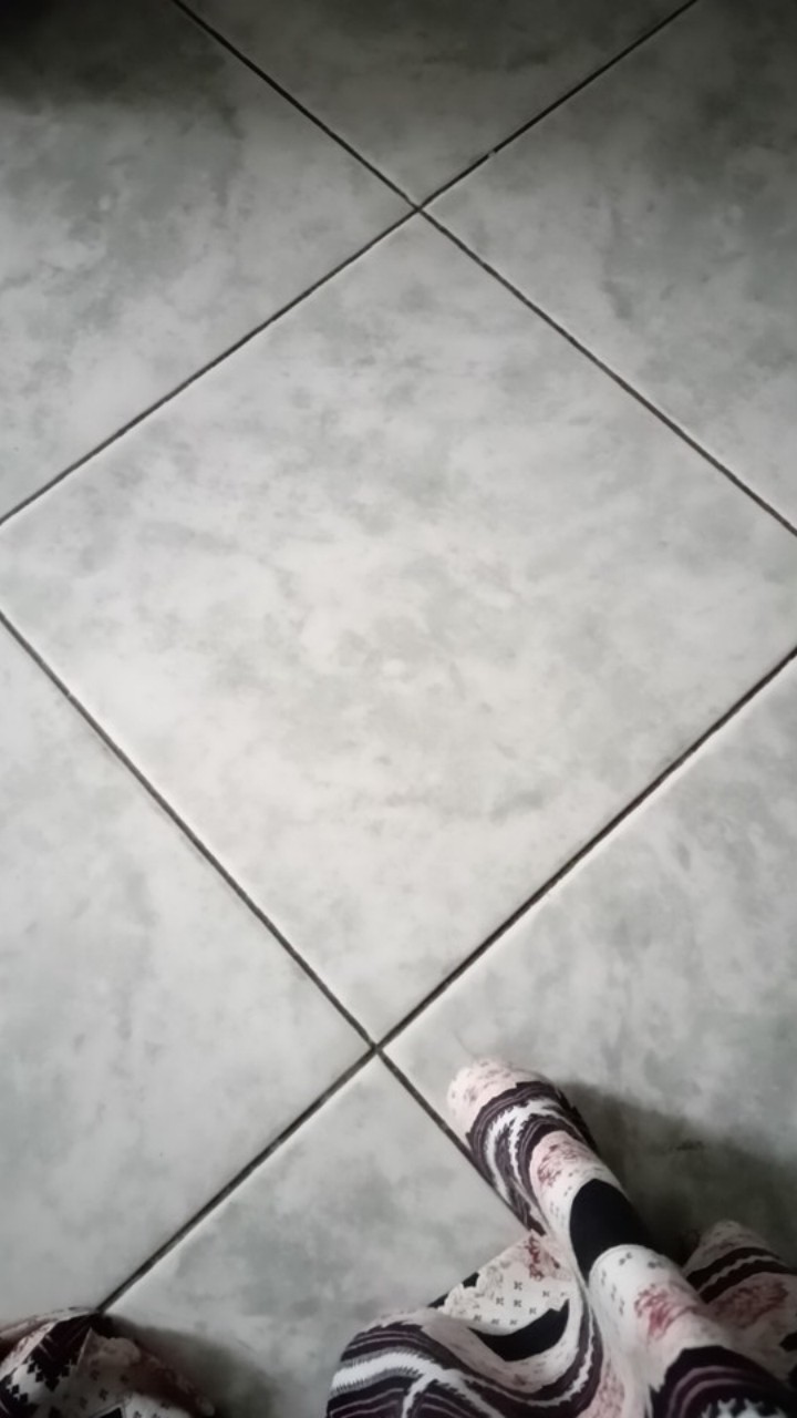 Paku Payung Reseller