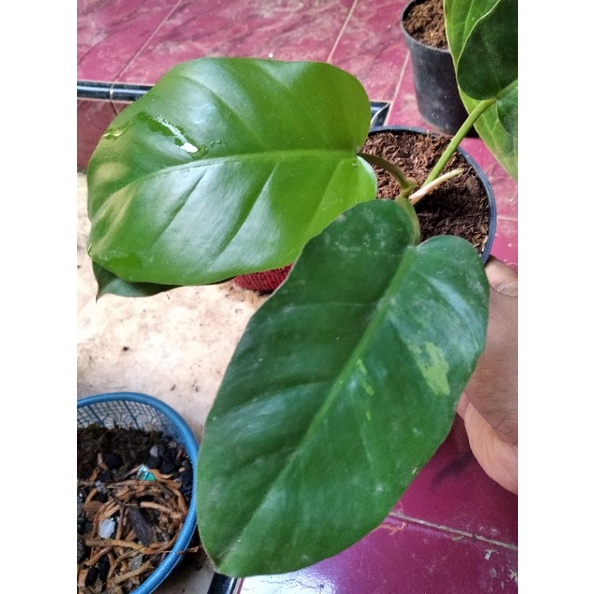 Philodendron Jungle Fever Variegata