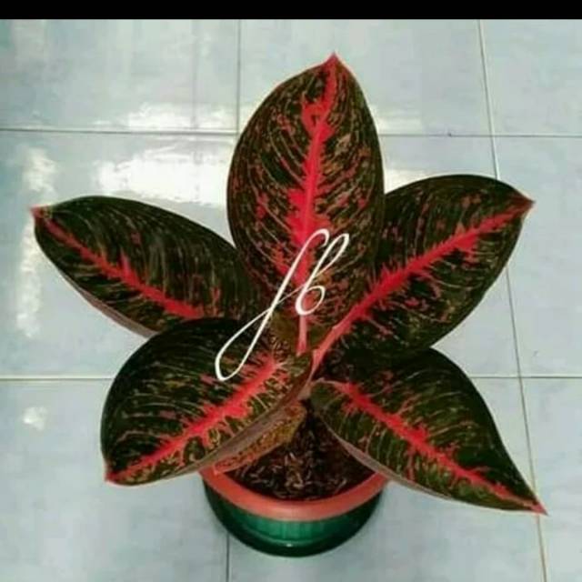 Tanaman hias Aglonema Adelia - bibit Aglonema adelia