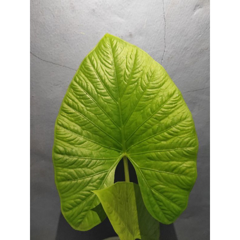 alocasia Alba - alocasia - Alba - tanaman hias Alocasia Alba - tanaman hias alocasia