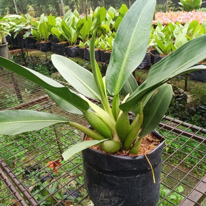 READY PROMO TANAMAN PHILO KATAK TANAMAN PHILODENDRON MARTIANUM MURAH TERAWAT