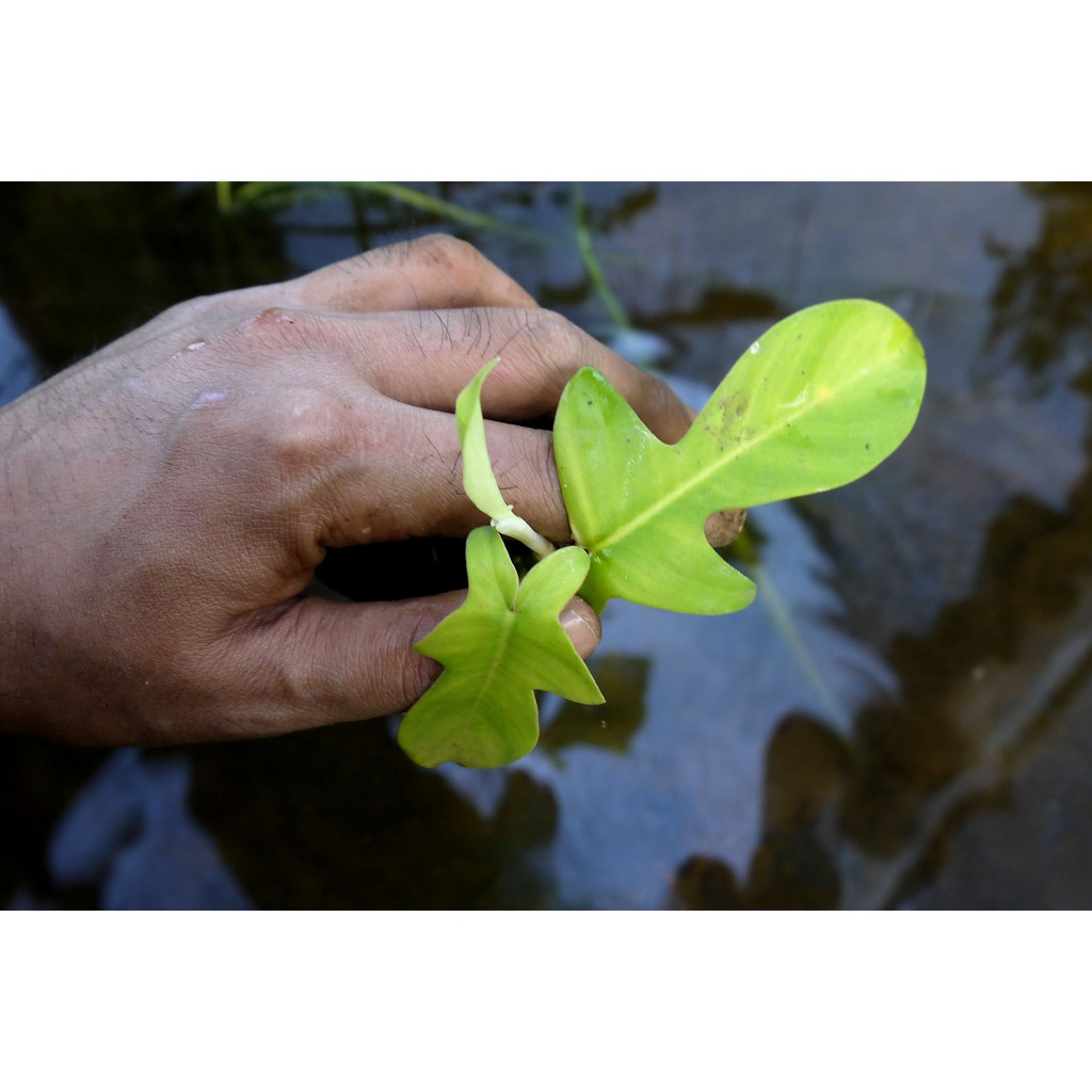 

Philodendron merpati / florida bibit