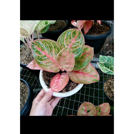 aglonema denpasar moon anakan