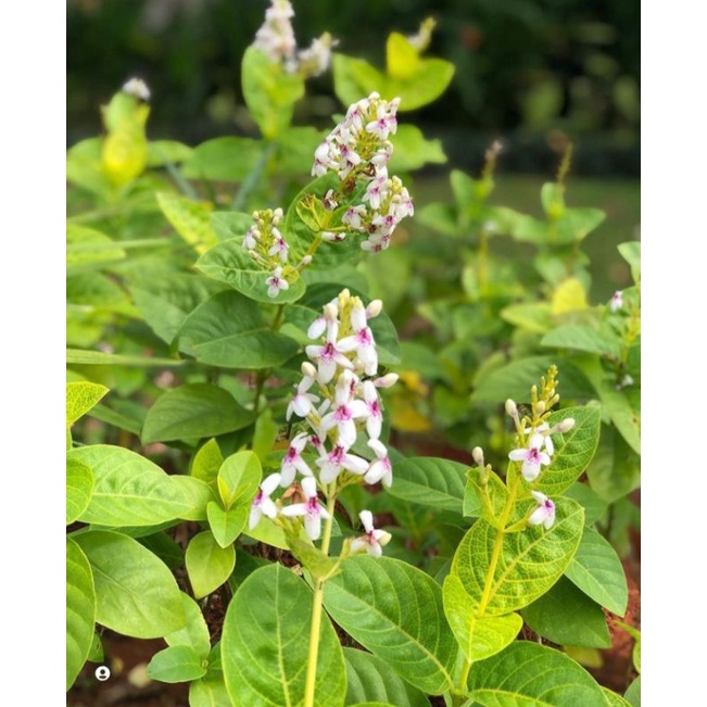 tanaman melati jepang - melati jepang