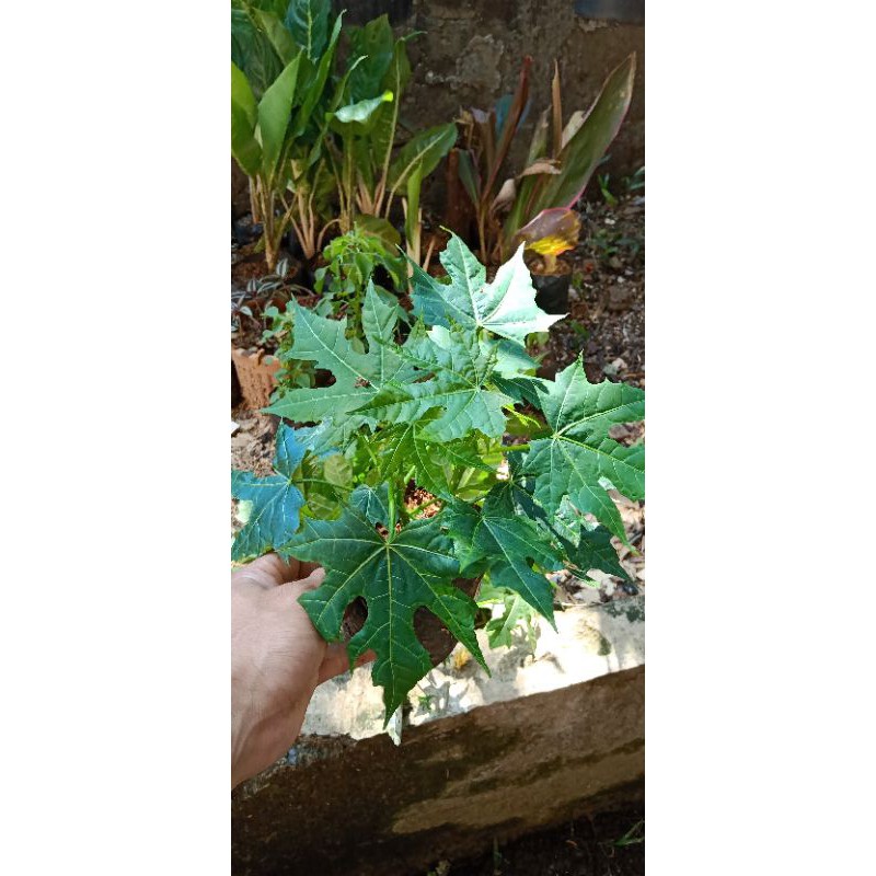 pohon paya jepang,bibit stek pohon paya jepang