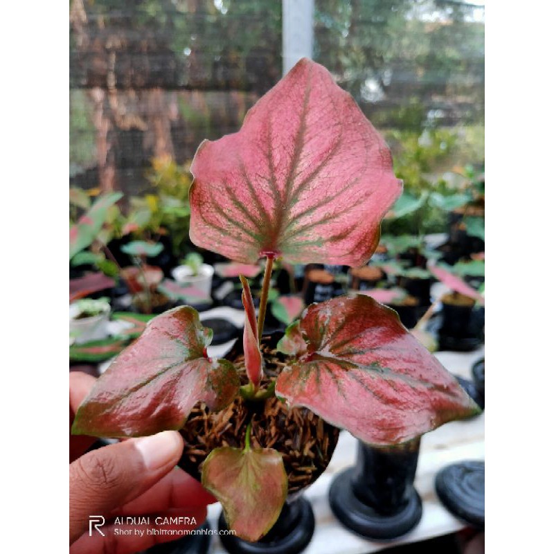 caladium infinity