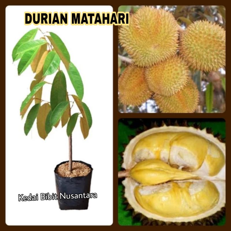 Bibit Durian Matahari cepat berbuah