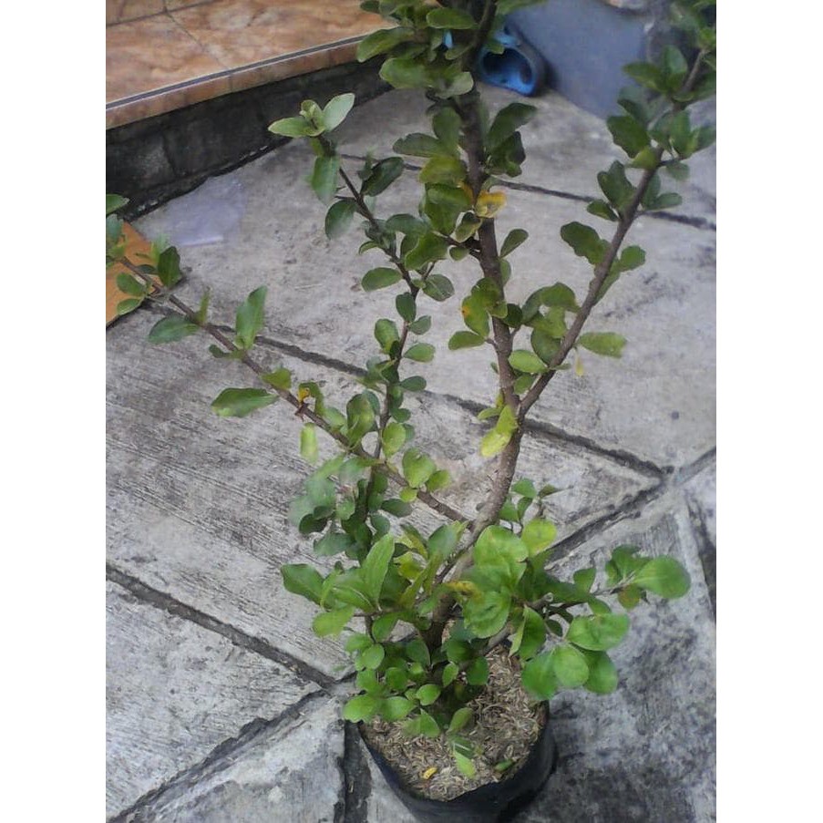Bibit Bonsai Sianci  (Cherryberbados)