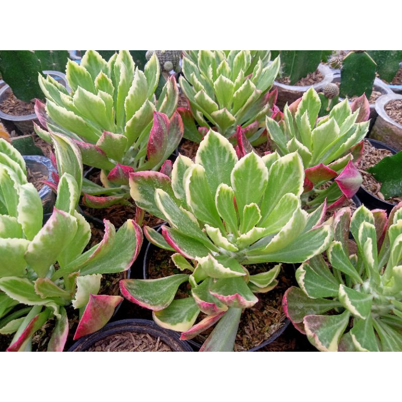 SEKULEN EIPORBIA IMPORT RIMBUN + FREEPOT