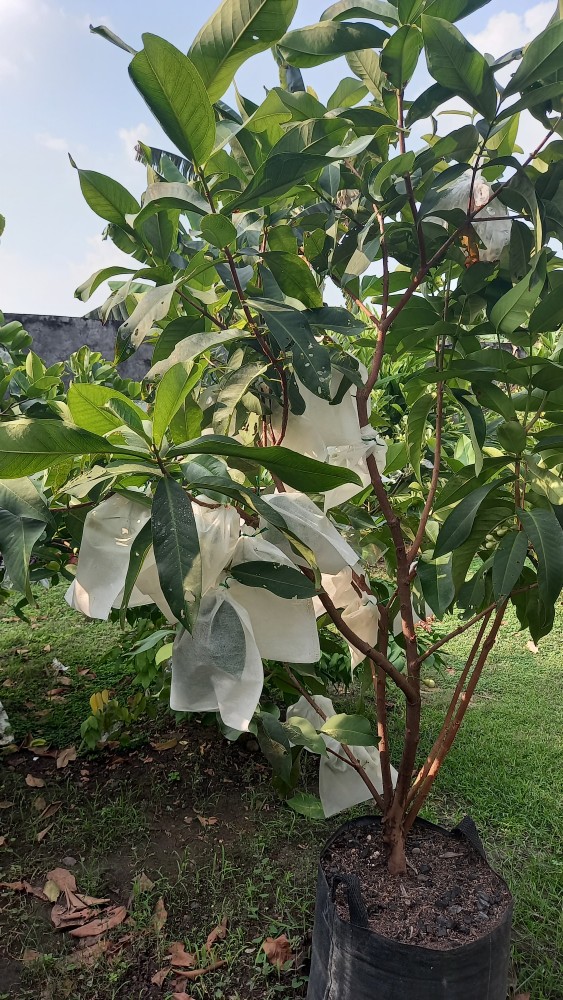 Kantong Pembungkus Buah Fruit Cover Size M 20 X 25 Cm