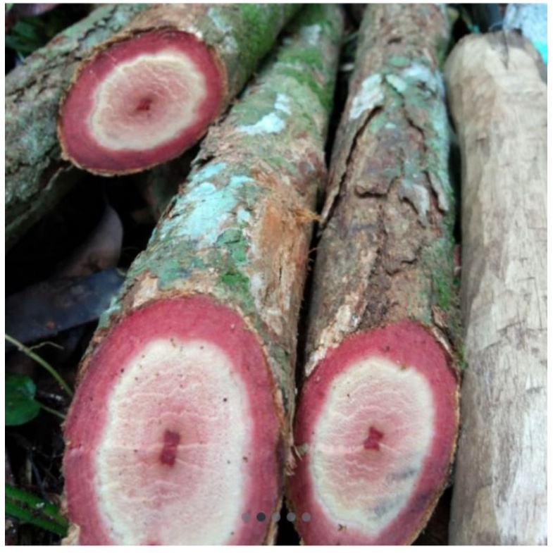

Akar Kayu Bajakah Kaltim Berau 1KG