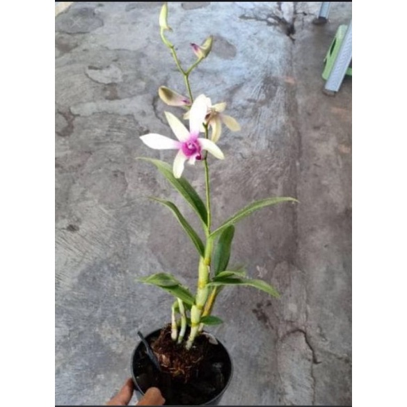 anggrek Caesar Sanan white dewasa