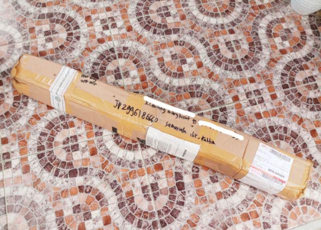 Tanaman Calathea White Fusion Multicolor