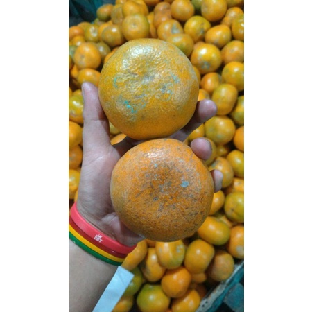 JERUK MEDAN/BERASTAGI UKURAN SUPER|JERUK BANDUNG