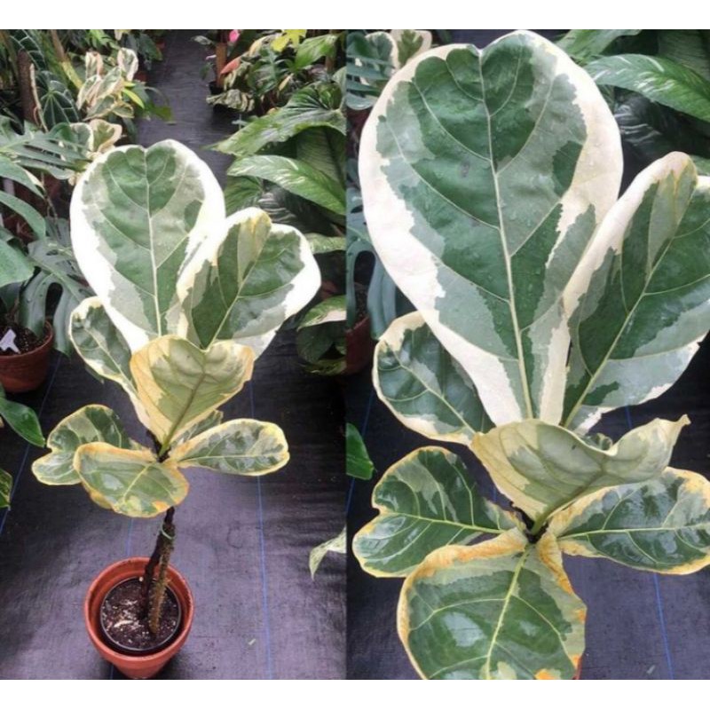 biola ketapang varigata ukuran sedang & besar