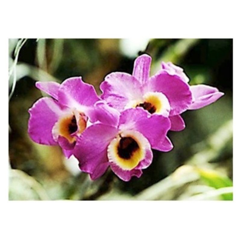Anggrek dendrobium nobile
