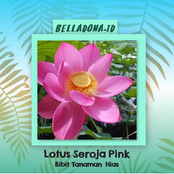 

Bibit Tanaman Air Lotus/Seroja Pink