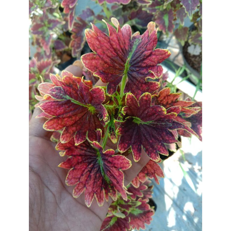 Miana ekor naga - miana premium