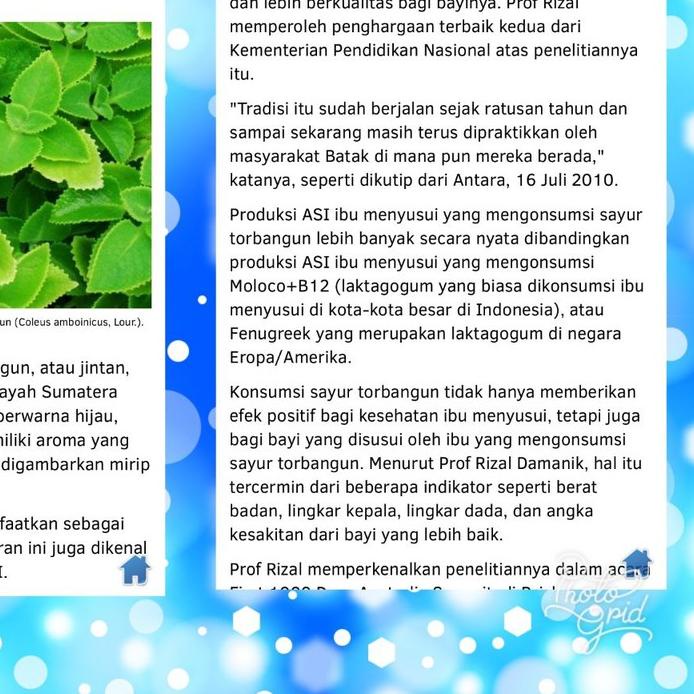 

!! Teh Daun Bangun-Bangun ( Alami)