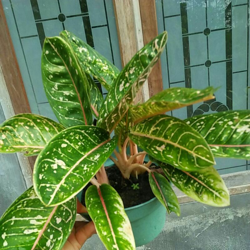 DONACARMEN RIMBUN/AGLONEMA RIMBUN/DONACARMEN 2 RUMPUN RIMBUN LOVE SHOP MILLENIAL