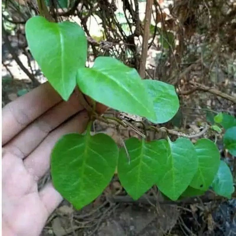 

Daun binahong segar