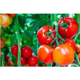 PAKET B1 THAILAND / HANTU IJO / SK COTE 100 GR / ANTRACOL 50 GR / furadan repack