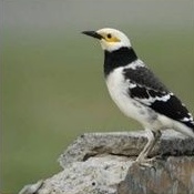 burung jalak hongkong bahan rawatan bunyi