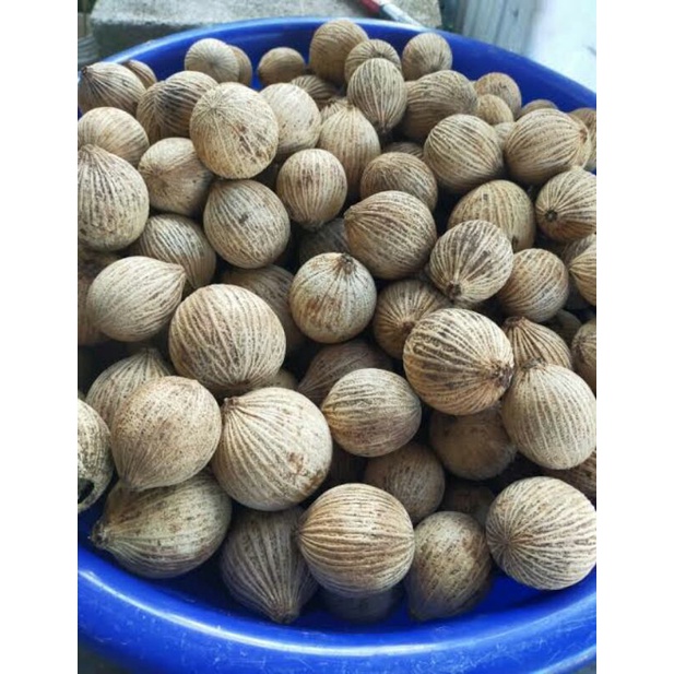 Buah Kulim Segar