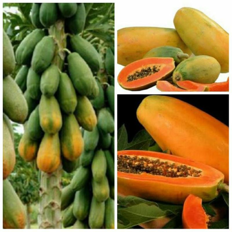 

BUAH PEPAYA CALIFORNIA