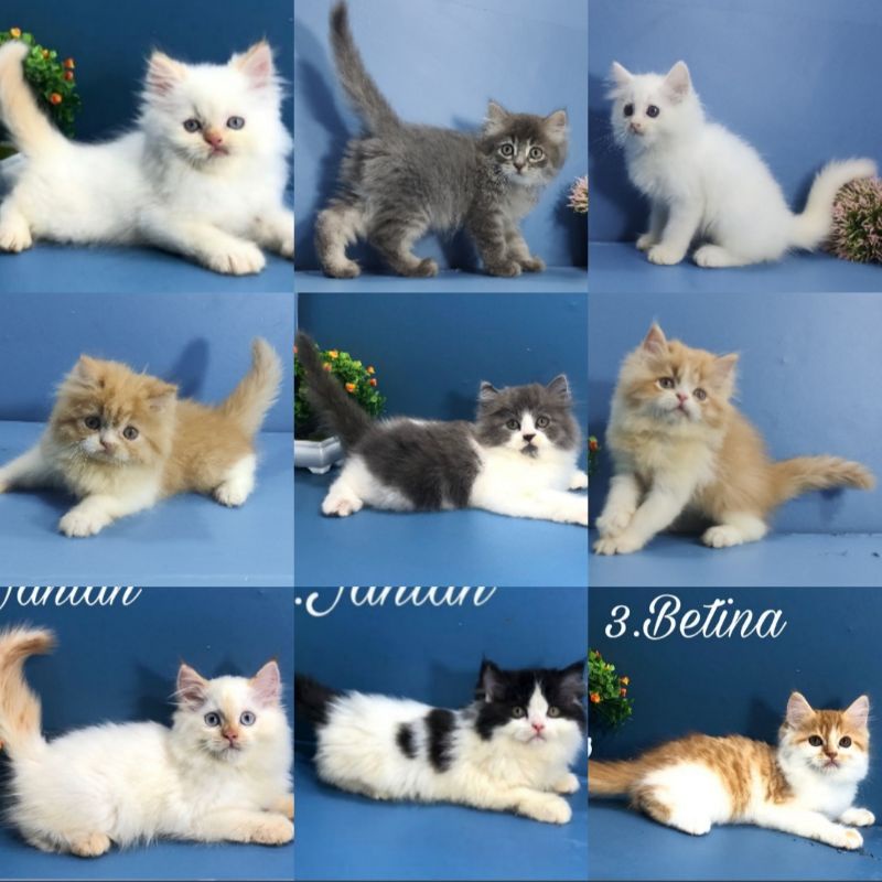kucing kitten ras persia anggora ragdoll himalaya bulu kapas
