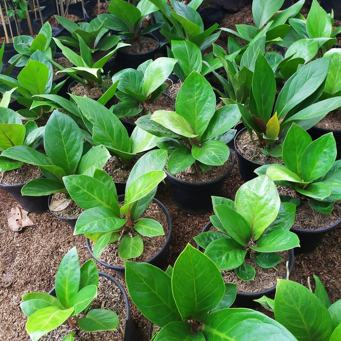 Anthurium cobra/tanaman hias anthurium