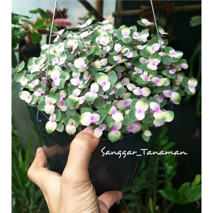 tanaman gantung / tanaman gantung kribo