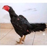 

telur ayam bangkok fertil asli petarung per 1 butir