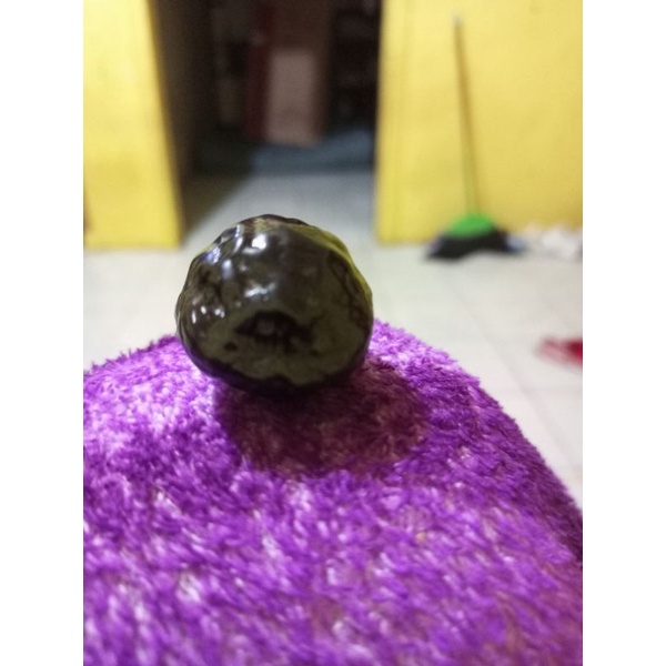 JualKemiriAdu JALIM Setan