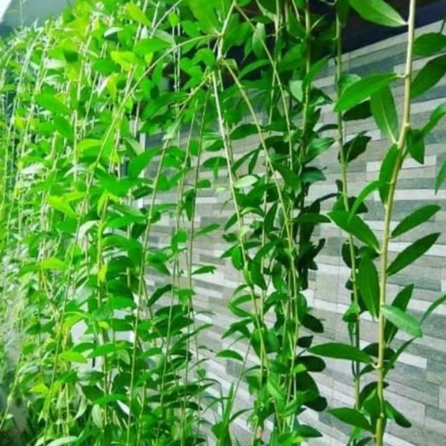 Tanaman hias lee kwan yew - tanaman rambat lee kwan yew