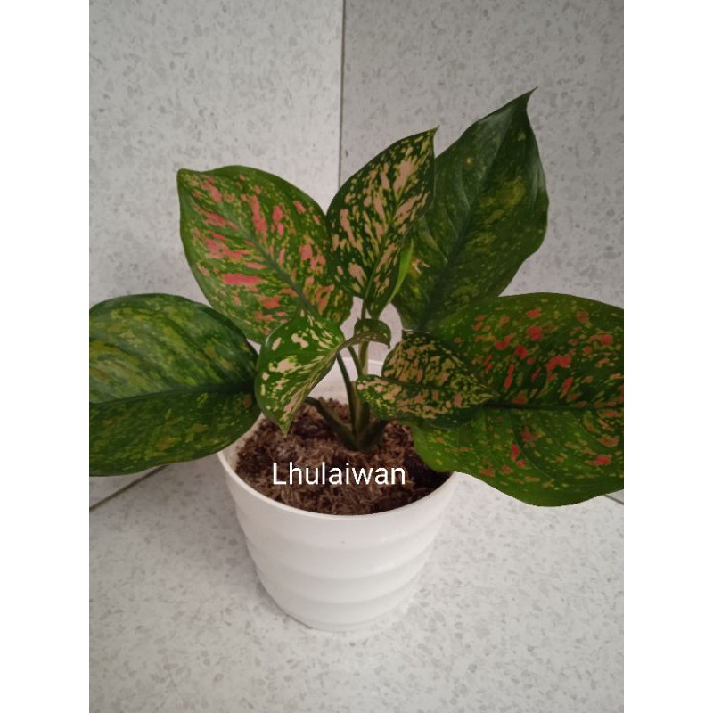 Tanaman hias aglaonema / aglonema ruby ciangmay