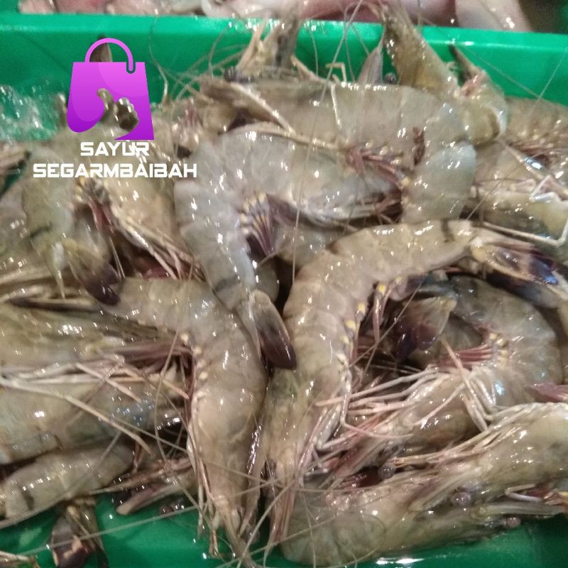 

udang Tiger black size sedang 500gram