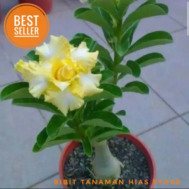 Tanaman Hias Adenium Kamboja Bunga Kuning Tanaman Hias Bunga Kamboja Shopee Indonesia