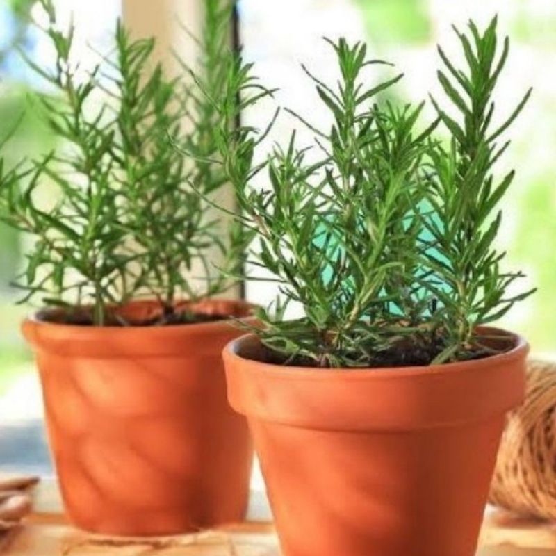 MURAH Tanaman Rosemary - Rosmary Pengusir Nyamuk - Tanaman pengusir nyamuk